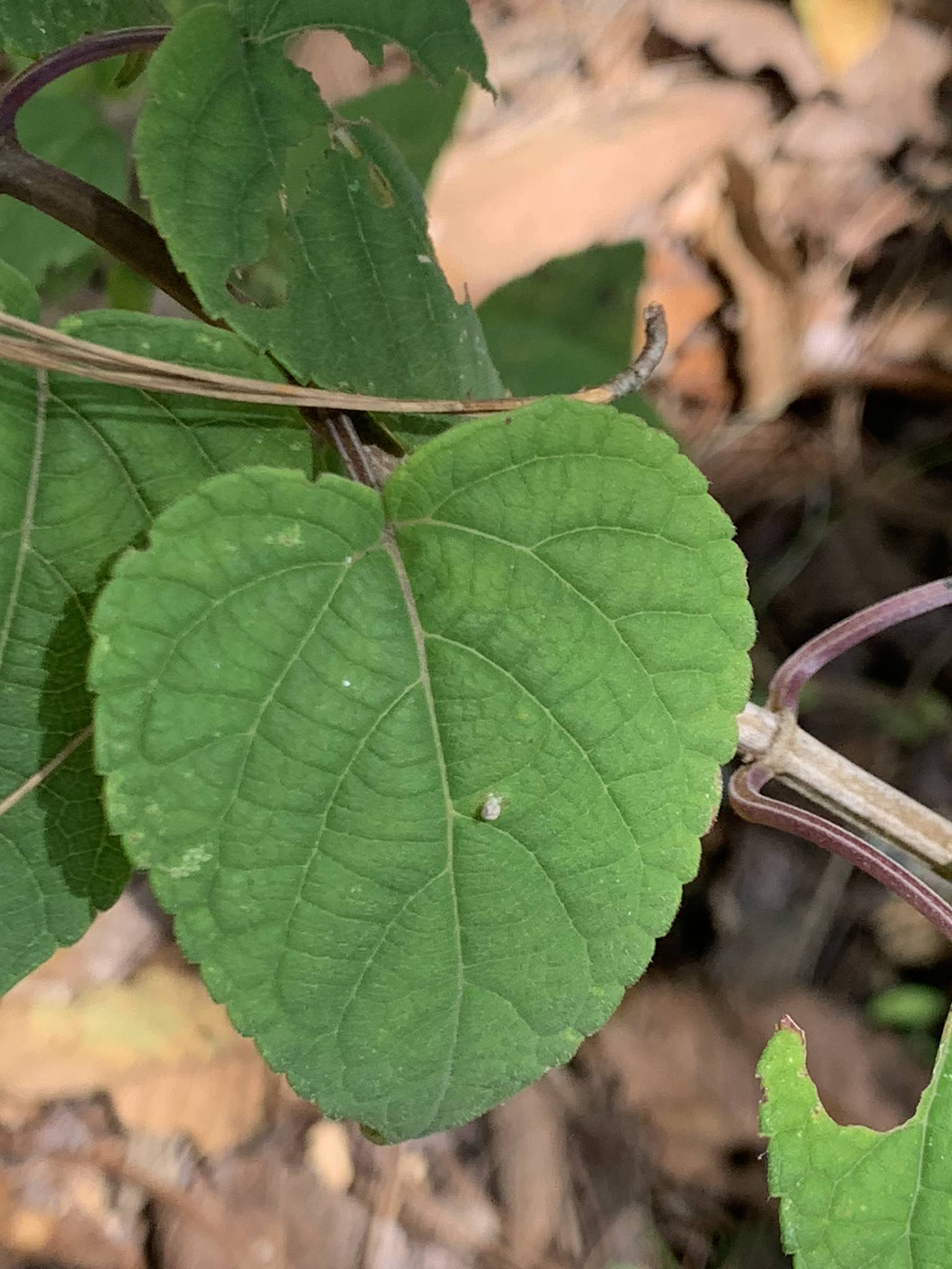 Salvia cinnabarina
